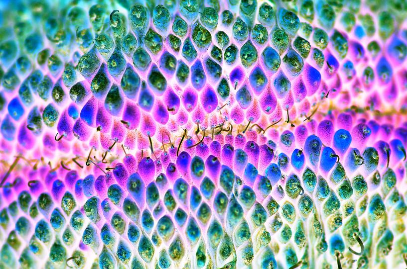 Farbe Schlange von De Rover