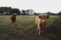 Schottische Hochlandbewohner