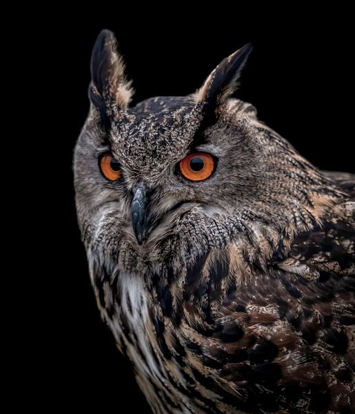 Portrait of an eagle owl by By Marjolein Design