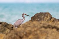 Ein Fischreiher beim Fischen zwischen den Felsen in Thailand