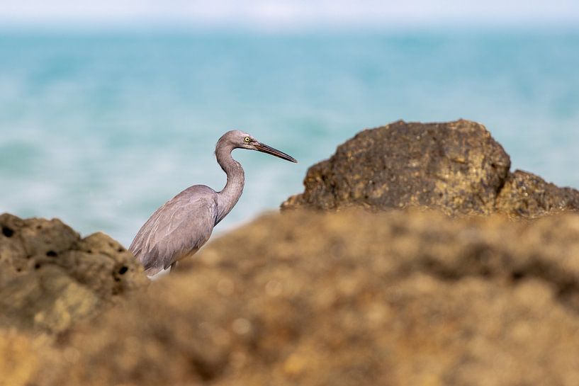 Ein Fischreiher beim Fischen zwischen den Felsen in Thailand von Piet Hein Schuijff