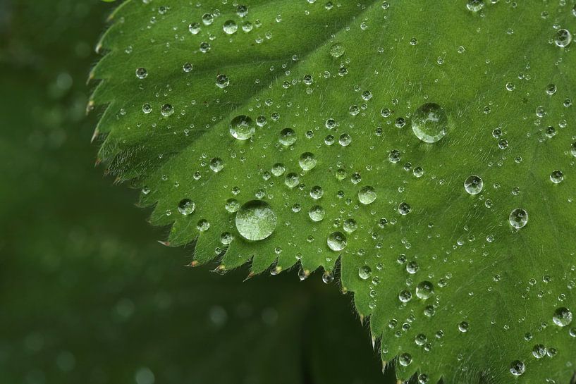 Drops of water on fresh green leaves of Alchemilla by Ronald Pol