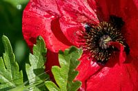 Kräftig roter Mohn im Sonnenlicht.