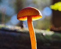 Champignon au soleil