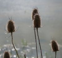 Zeddam -- Montferland