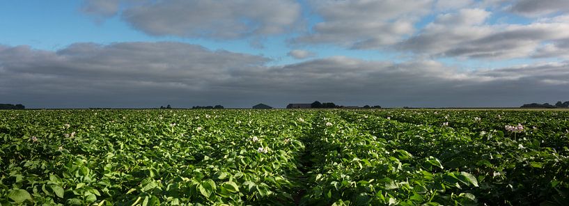 Flowering potato plants by Bo Scheeringa Photography
