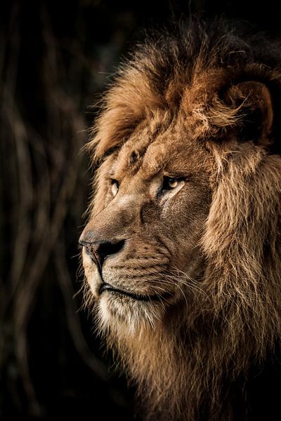 Male Lion by Design Wall Arts