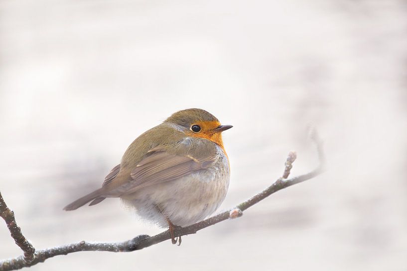 Boule de plumes en hiver par Teuni's Dreams of Reality