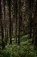 Durch die Bäume ist der Wald nicht mehr