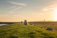 Sheep on the Wadden dyke