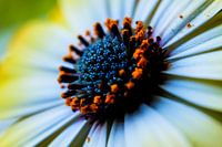 Macro-closeup on the pistils of a beautiful flower