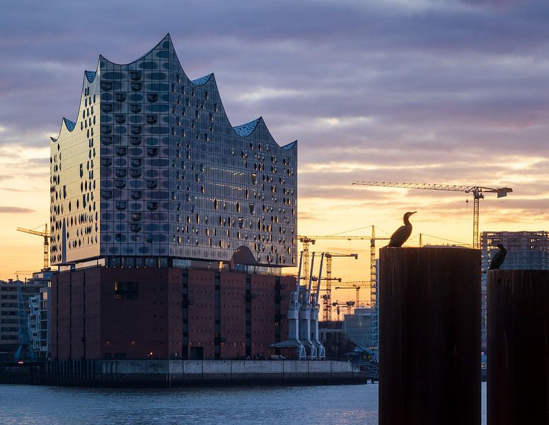 Elbphilharmonie Hamburg von Nils Steiner