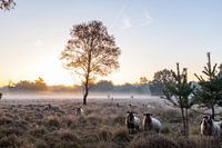 schapen in de mist