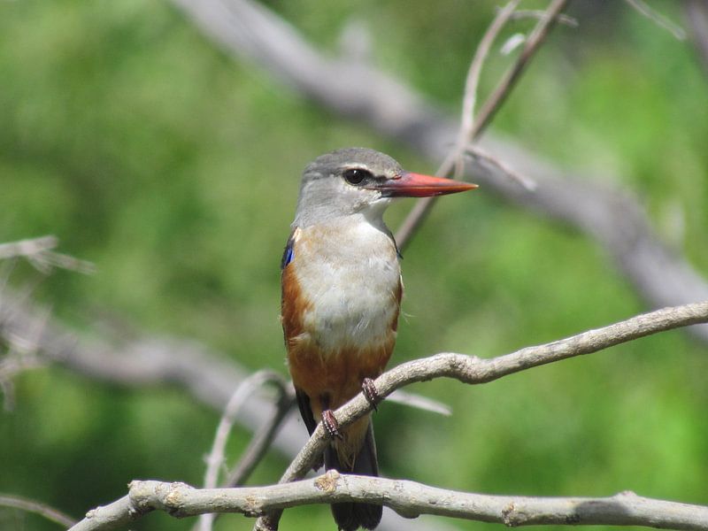 Bird in Africa (Botswana) by Kim van de Wouw