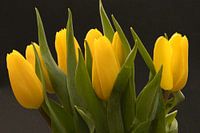 Un bouquet de tulipes jaunes, l'amour des fleurs
