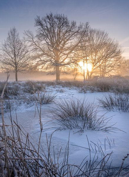 Goldene Morgenpracht: Sonnenaufgang über Wijfelterbroek, Kempen-Broek, Limburg von Peschen Photography