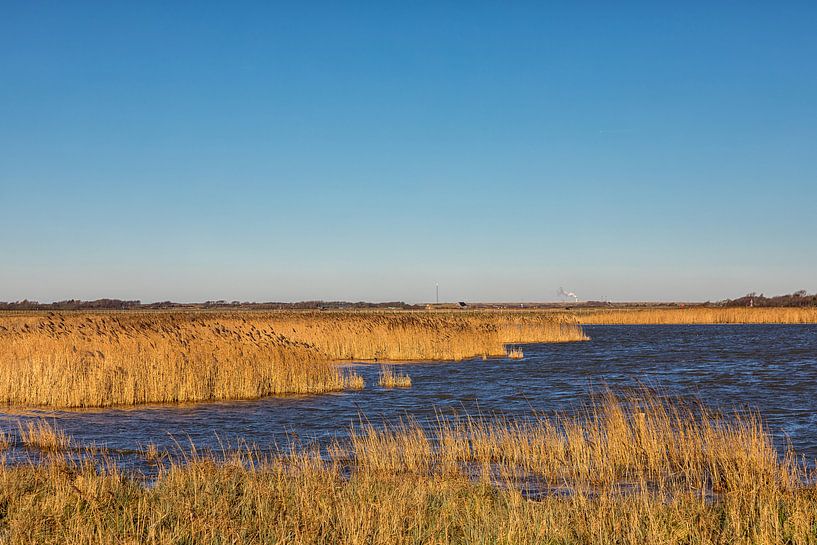 Natuurgebied, water en winter riet  by Bram van Broekhoven