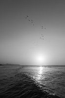 Flock of seagulls in the sunset