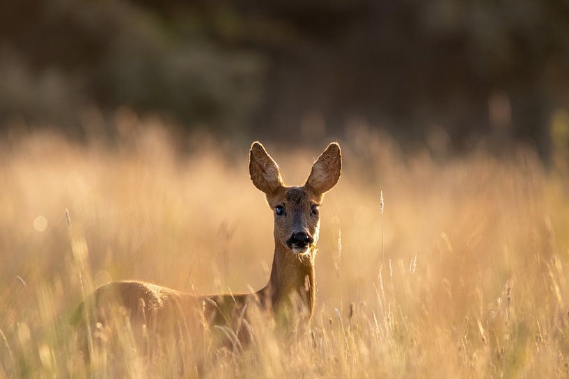 Chèvre rousse dans la lumière du matin par Rosalie van der Bok