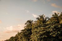 Palmiers tropicaux dans les lumières dorées du soir sur la côte tropicale