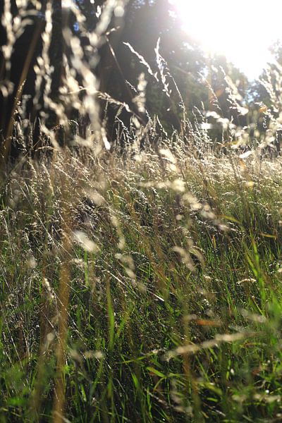 Grasses by Thomas Jäger