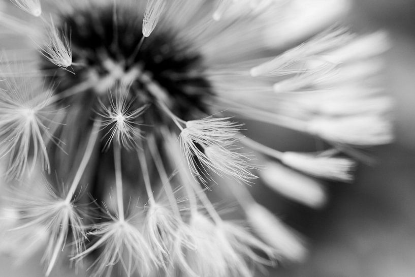 Flauschig - Löwenzahnflaum von Beeld van de Boer