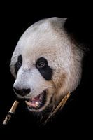 Portrait de panda