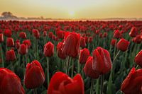 Tulpen in der Morgensonne