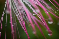 Blume im botanischen Garten, Rio de Janeiro