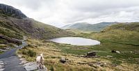 The green landscape of Snowdonia with a sheep, photo print