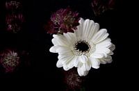 White gerbera
