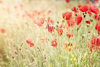 Coquelicots I