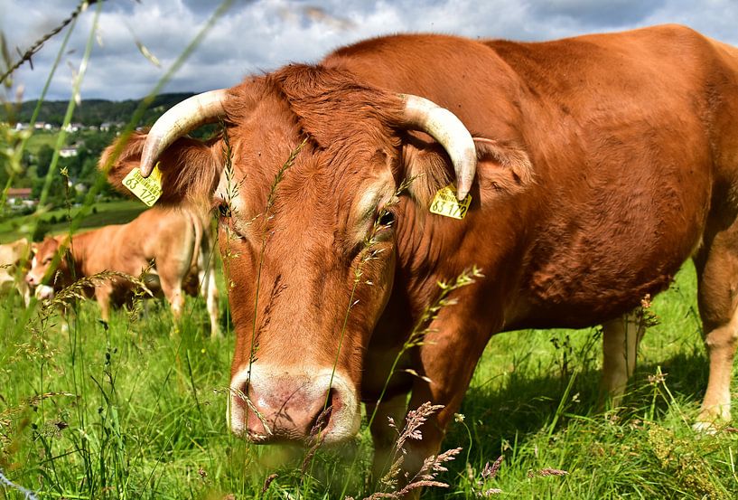 Landleben - Glückliche Rinder III von DeVerviersBelgium