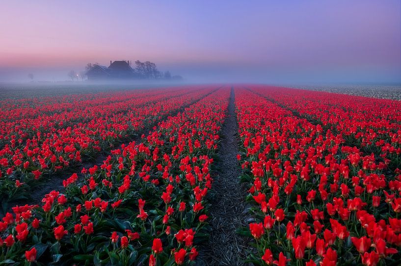 Matin brumeux par Olga Ilina