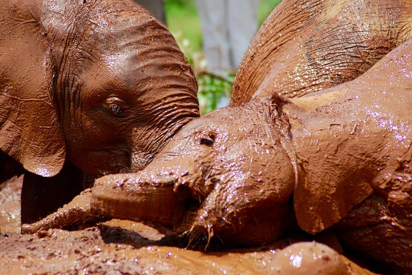 Olifanten spelen in de modder von Paul Riedstra