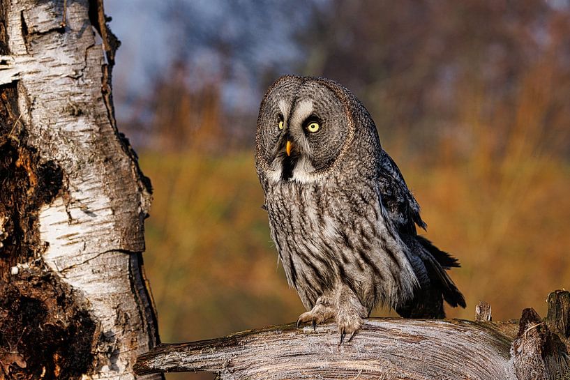 Lapland Owl by antonvanbeek.nl