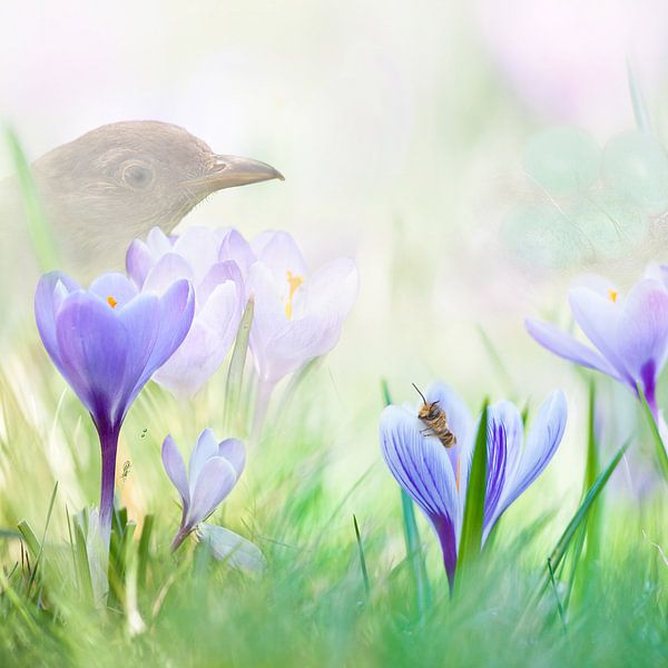 Lente met paarse krokus von Teuni's Dreams of Reality