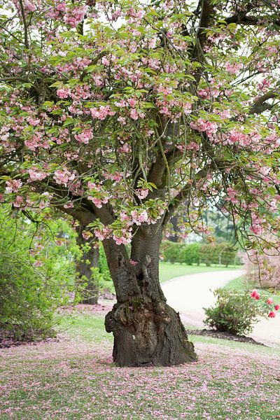 roze boom by marijke servaes