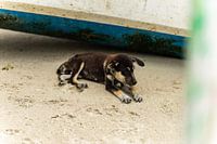 Dog on the beach Lombok