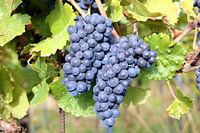 Juicy umbels on the vine