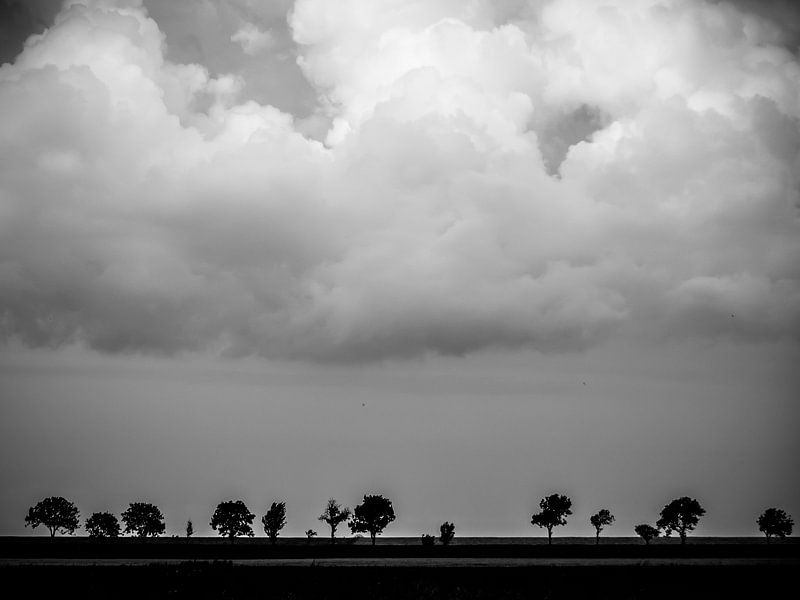 trees in a row by Martijn Tilroe