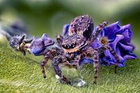 Spring pin with water drop