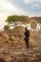 Les Masaïs conduisent manuellement leur bétail dans les paysages poussiéreux de la Tanzanie.