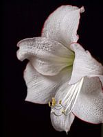 Weiße Amaryllis
