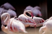 Elegant flamingo in the group