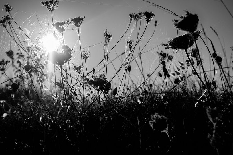 Zomer in Italië van Gonnie van Roij