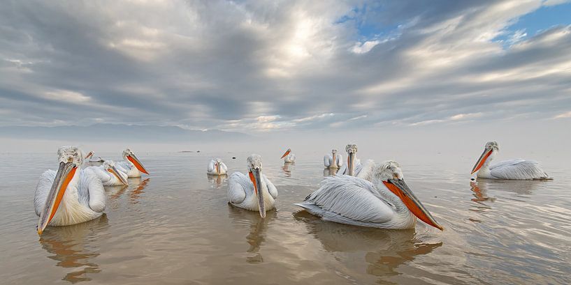 Dalmatian pelicans by Iris Waanders
