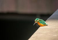 Martin-pêcheur sur le mur