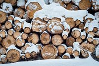 Holz im Schnee