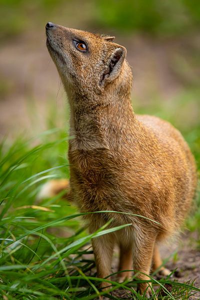 Hervorragendes Porträt eines neugierigen Fuchsmangustiers von Wildlife Designs